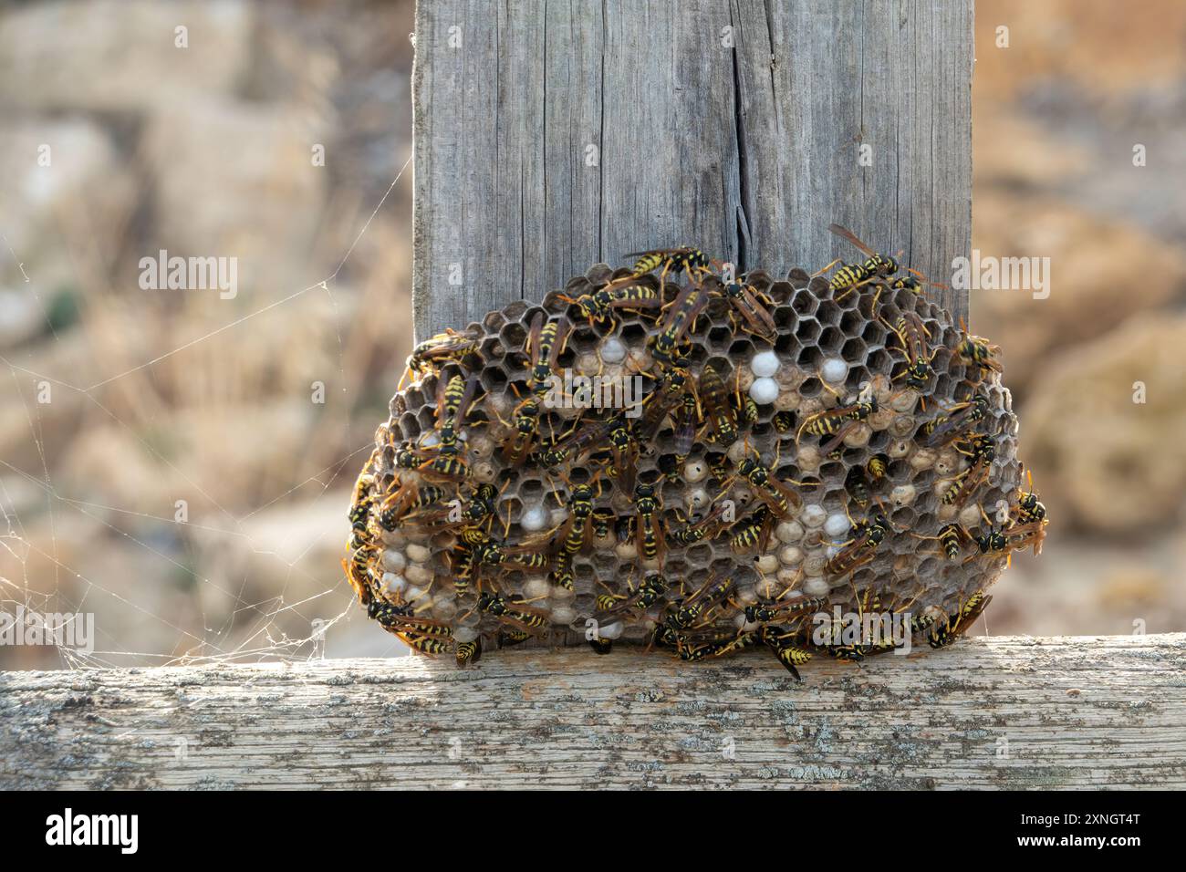 WASP mangia su vecchie tavole di legno. Foto Stock