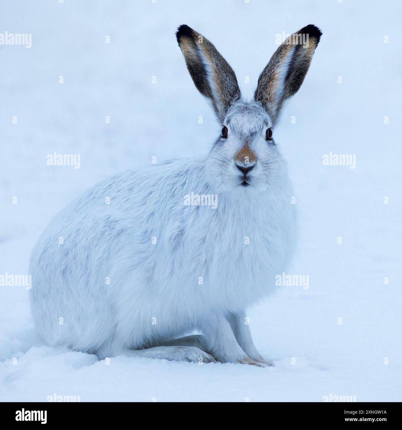 Coniglio bianco con coda (Lepus townsendi) con cappotto invernale bianco nella neve, Canada. Foto Stock