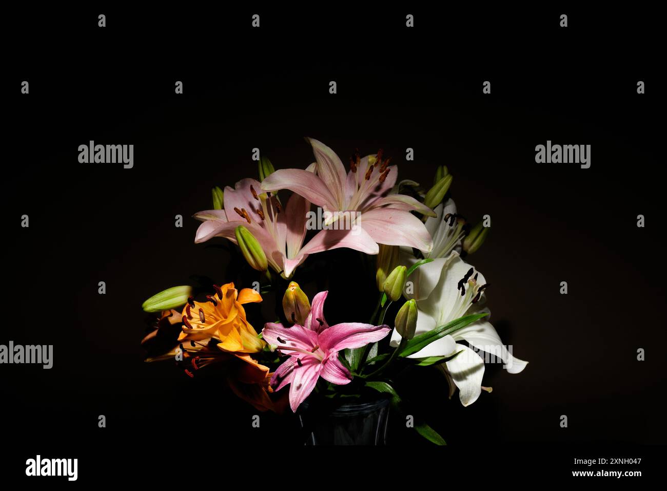 Gigli che si nascondono nell'oscurità della fotografia, gigli su sfondo nero, gigli nell'ombra!!! Foto Stock
