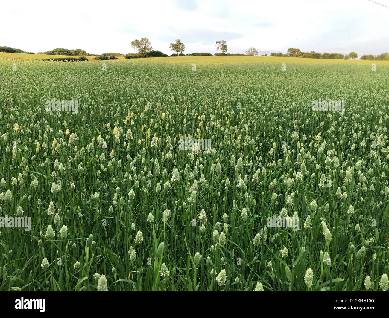 Un raccolto di Canary Grass in un campo in una serata di sole a luglio, North Yorkshire, Inghilterra, Regno Unito. Foto Stock