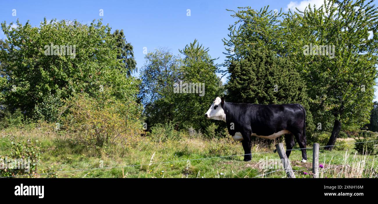 Giovane toro bianco e nero sul pascolo. In piedi su una collina erbosa dietro una recinzione. Vista laterale profilo verticale. Foto Stock