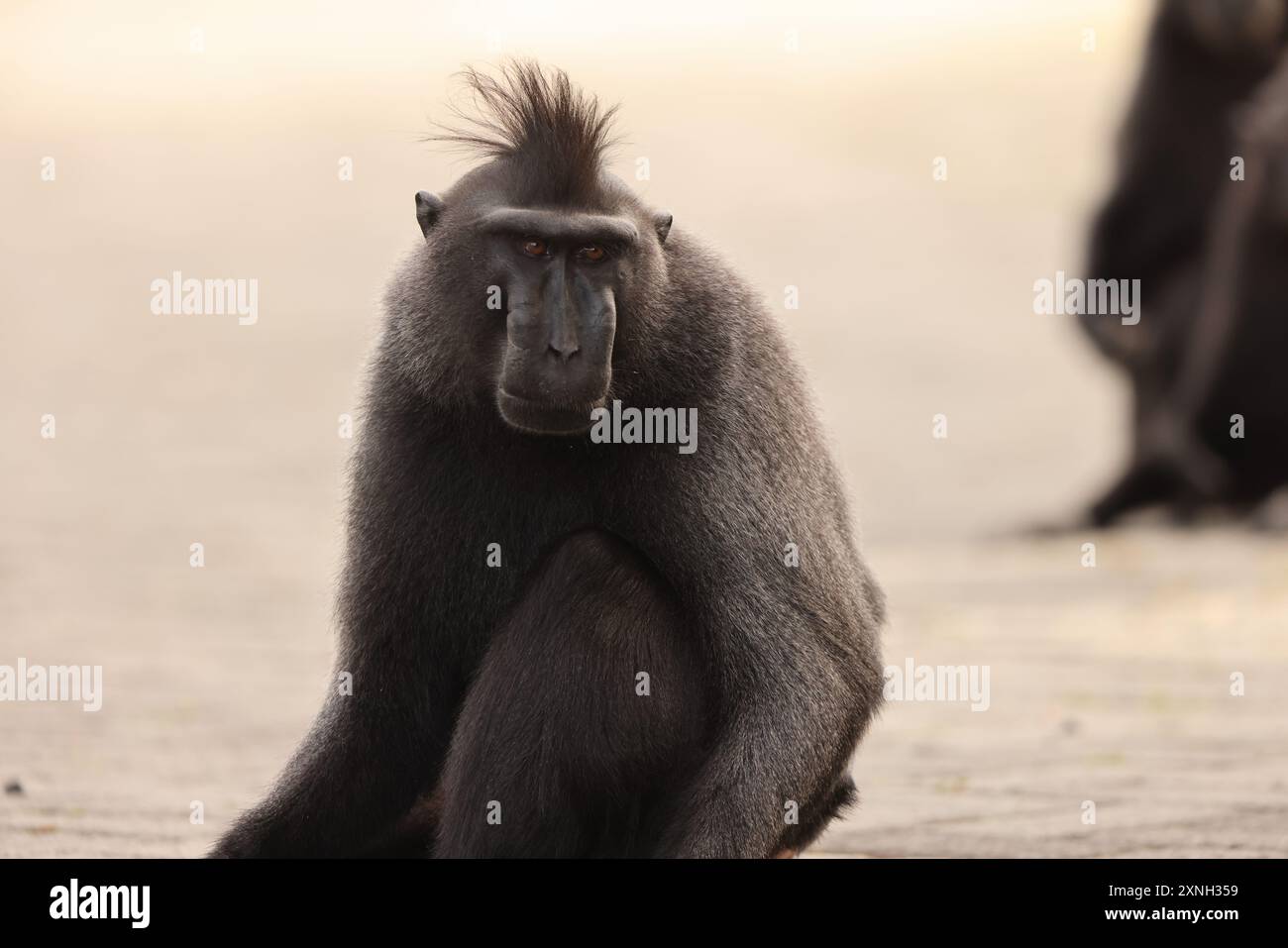 Il macaco crestato Celebes (Macaca nigra), noto anche come macaco nero crestato, macaco crestato Sulawesi o scimmia nera Foto Stock