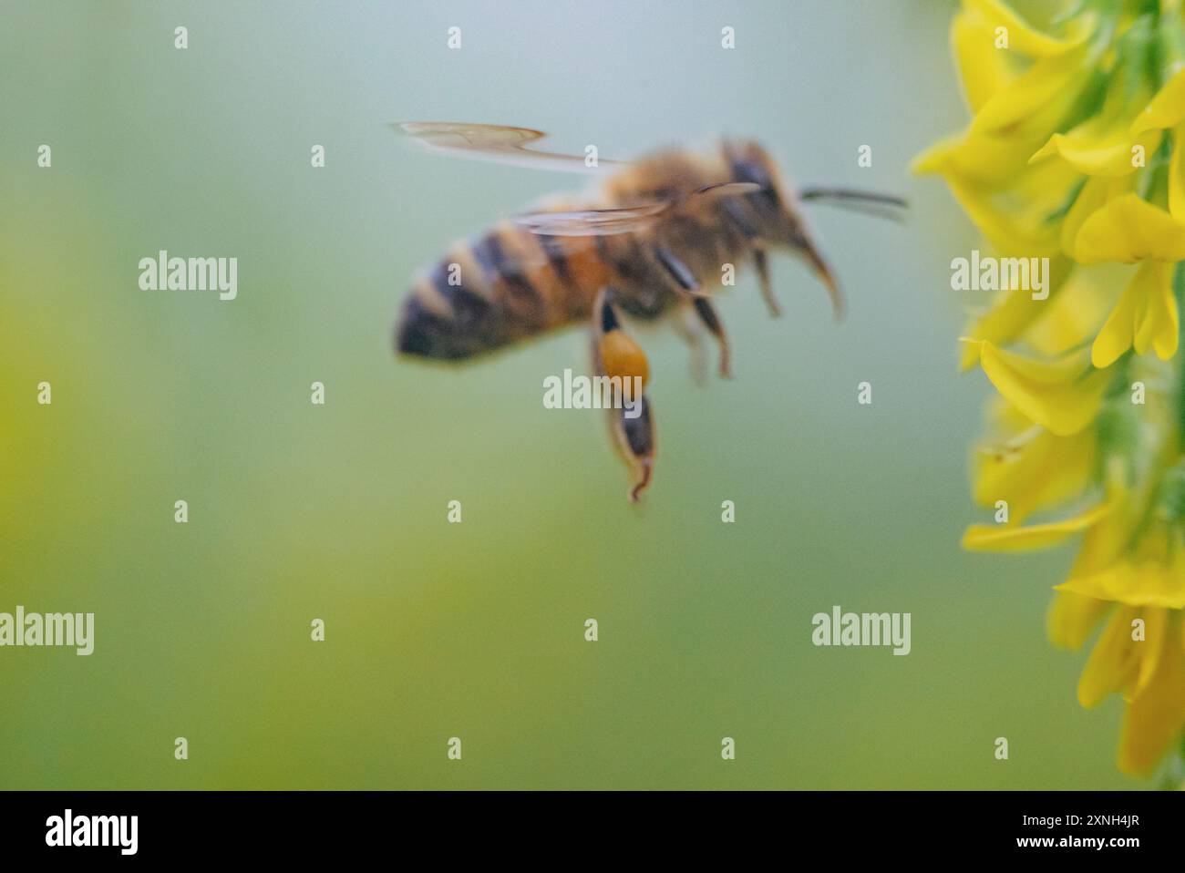 Blurred Honey Bee with Pollen Baskets on Hind Legs Approach Tall Melilot Flower in Flight in Salisbury Plain Foto Stock