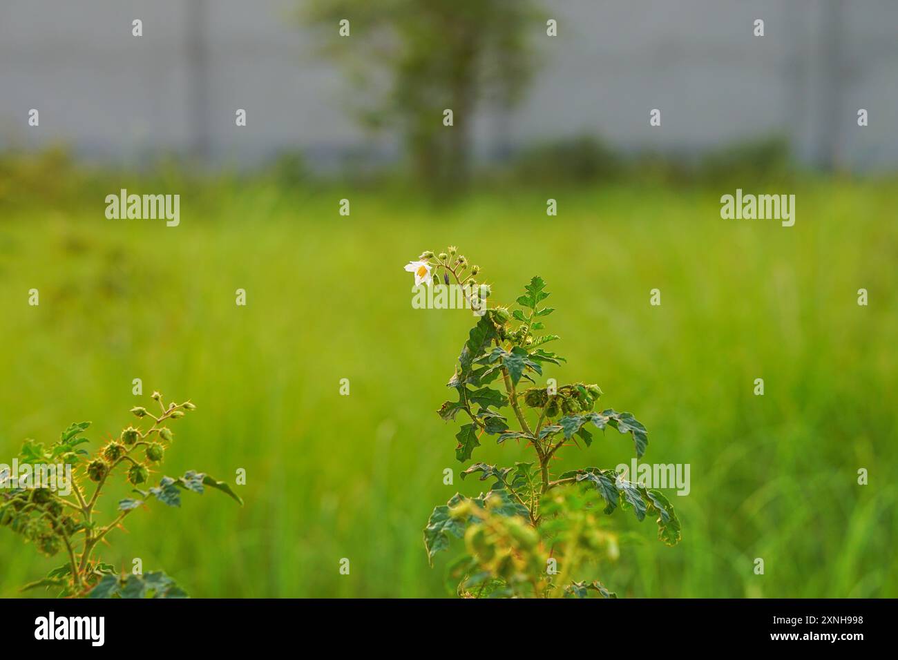 Solanum sisymbriifolium o Sticky nightshade piante con i suoi fiori e foglie Foto Stock Solanum sisymbriifolium o Sticky nightshade piante con i suoi fiori e foglie Foto Stock