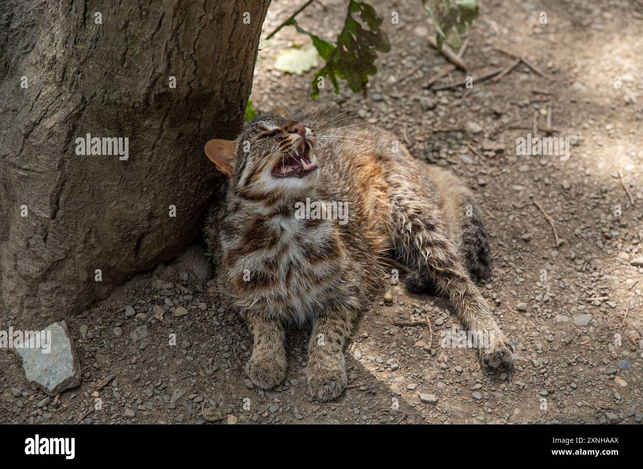 Il gatto leopardo Amur (Prionailurus bengalensis euptilura) che vive nella foresta russa, Estremo Oriente. Foto Stock