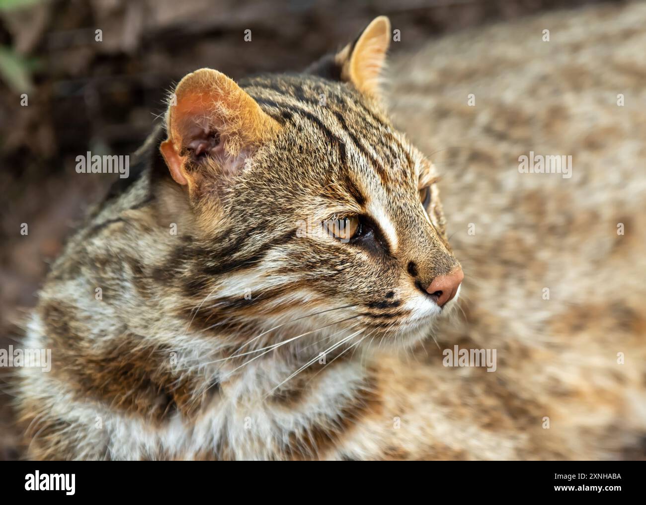 Il gatto leopardo Amur (Prionailurus bengalensis euptilura) che vive nella foresta russa, Estremo Oriente. Foto Stock