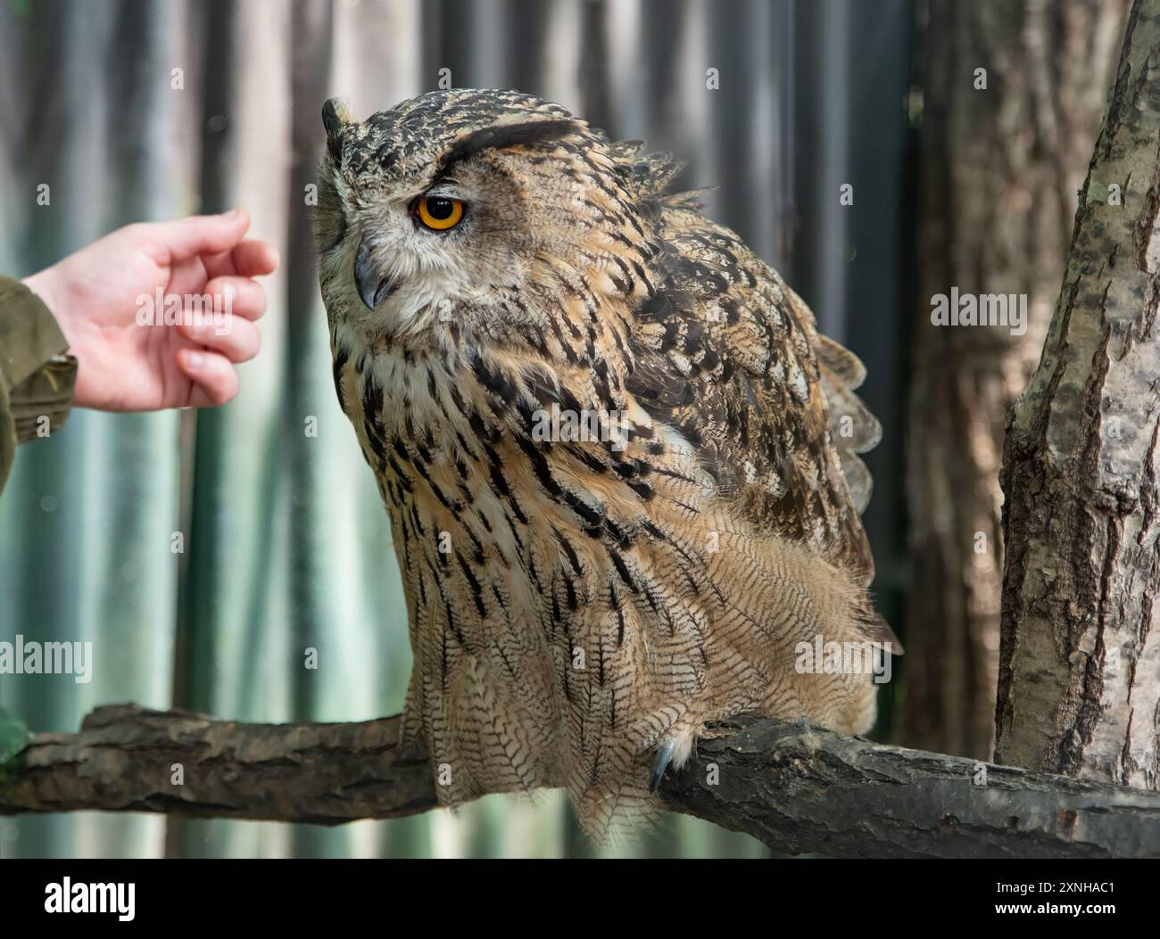 Il gufo eurasiatico (bubo bubo), chiamato anche Uhu e gufo aquila che guarda la mano della persona Foto Stock