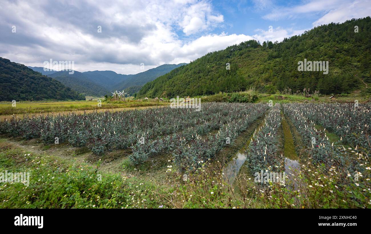 Paesaggio montano e agricoltura con cielo nuvoloso nel Vietnam del Nord Foto Stock