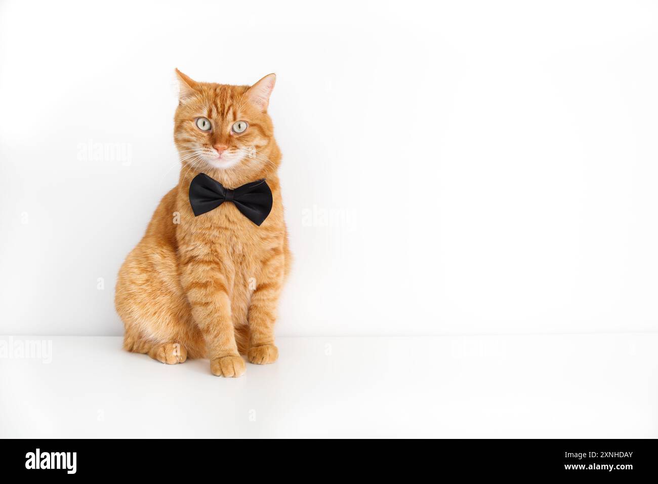 Simpatico gatto allo zenzero in cravatta su sfondo bianco Foto Stock