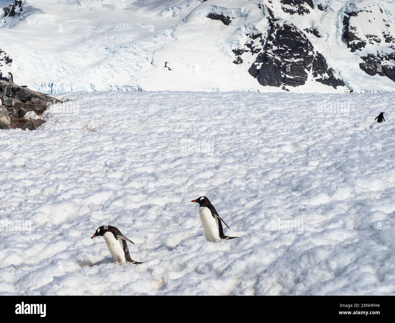 Un paio di pinguini del Gentoo meridionale (Pygoscelis papua ellsworthi) nella neve, Pleneau Island, Antartide Foto Stock