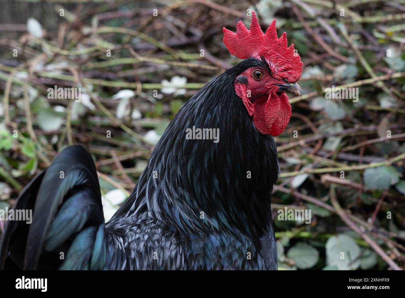 un bellissimo gallo nero con un pettine rosso che si muove liberamente in un'aia Foto Stock