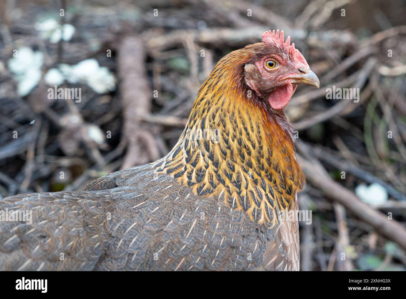 Un primo piano del volto di un pollo Ameracauna in un'Aia Foto Stock