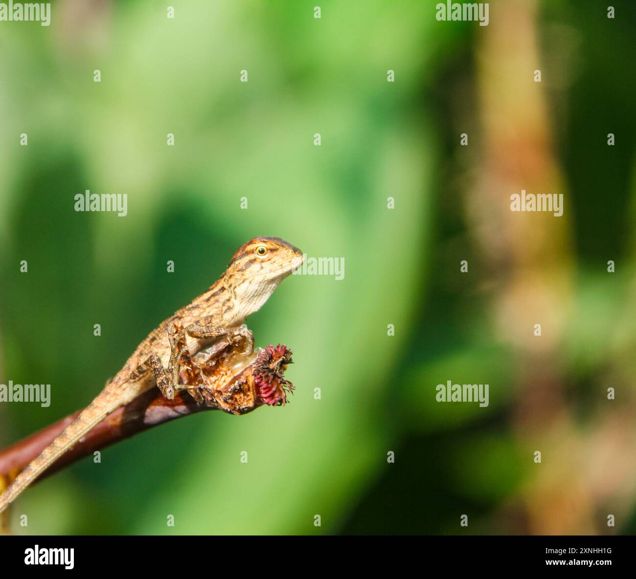 Camaleonte o calotes versicolor, piccoli animali carini Foto Stock