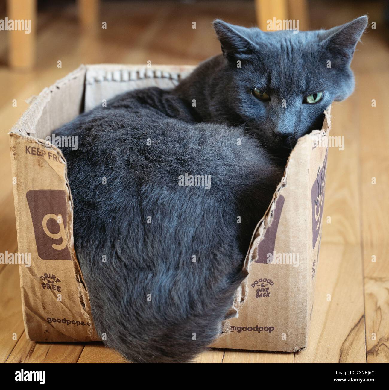 Un gatto grigio russo in una scatola Foto Stock