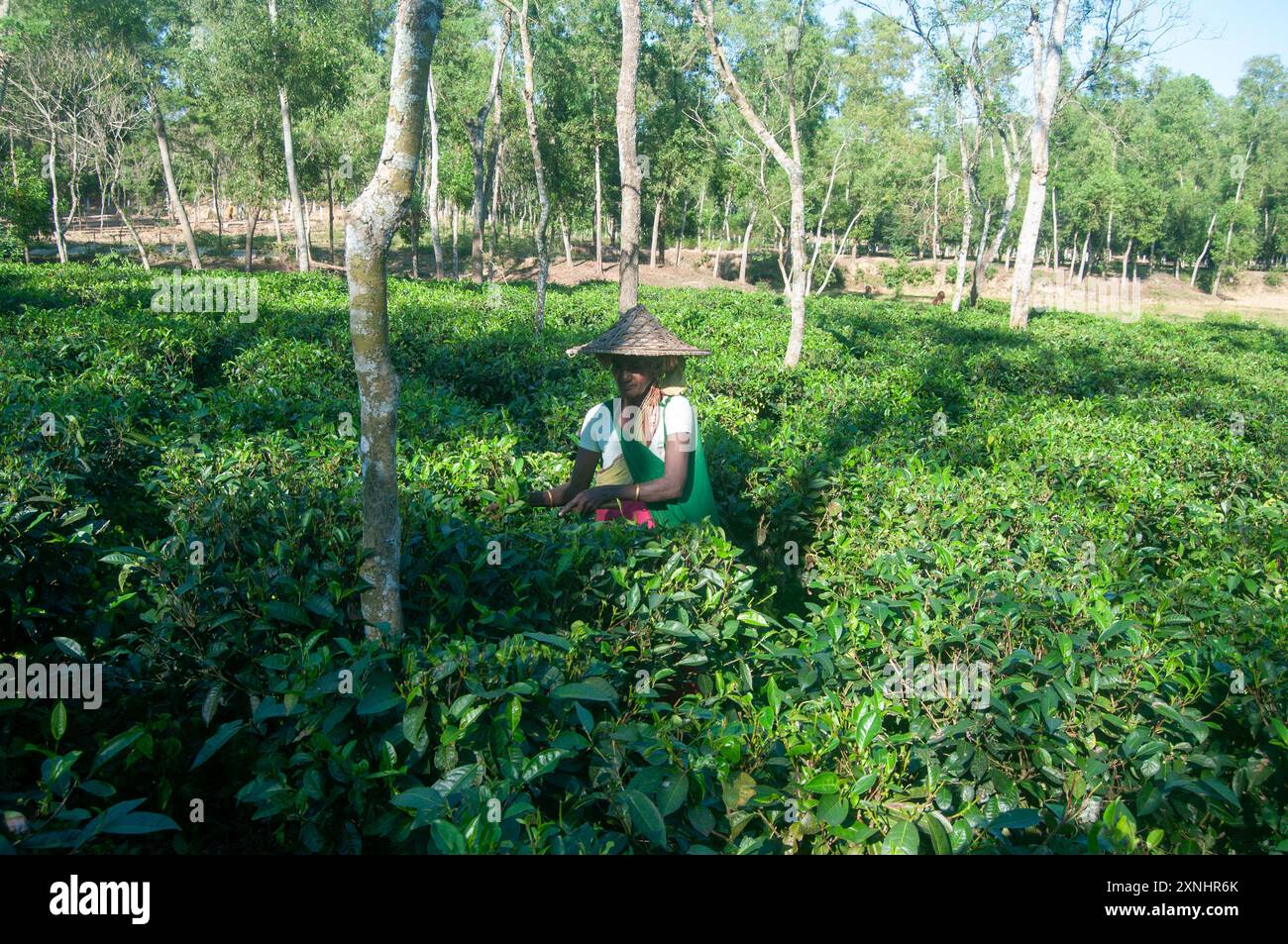 Tè tradizionale consumato presso il Bangladesh Tea Estate in mezzo al verde panoramico di Sylhet Foto Stock