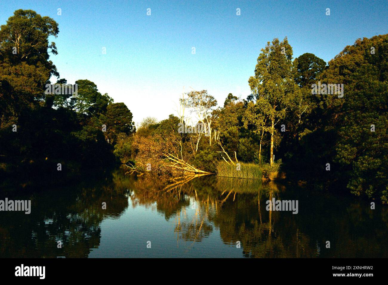 Questo è ciò che i fotografi chiamano "l'ora d'oro". È il tardo pomeriggio in inverno - al lago Ringwood. La luce dona a tutto un bagliore dorato. Foto Stock