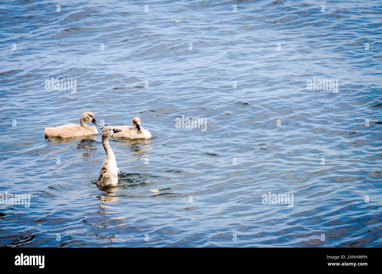 tre cigni piccoli nell'acqua Foto Stock