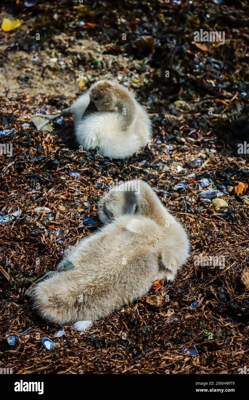 piccoli cigni carini sulla costa Foto Stock