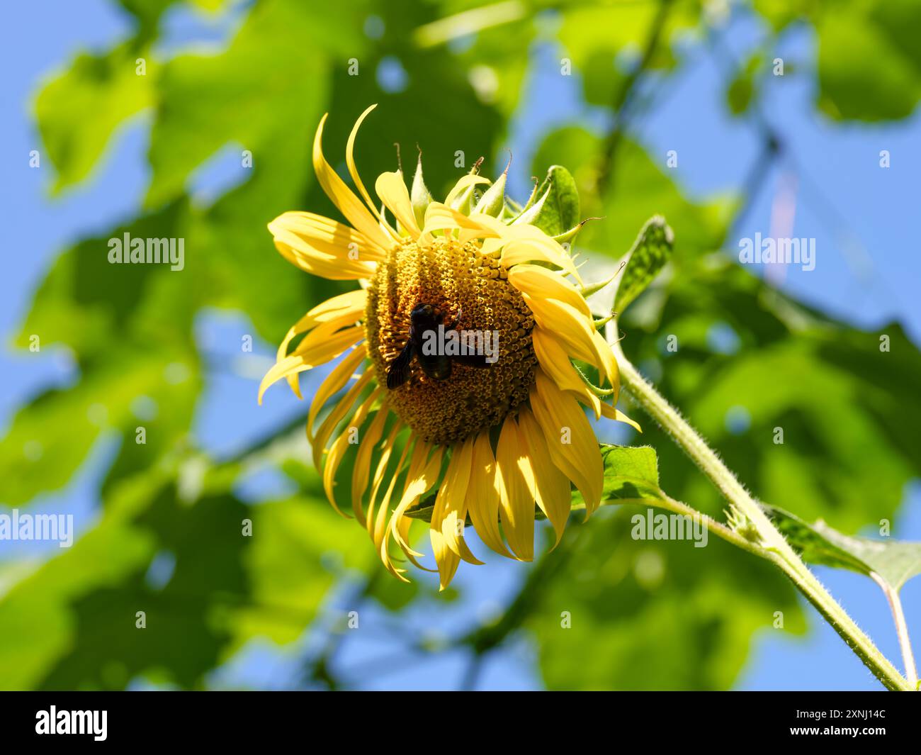 Un'ape da carpentiere su un girasole in fiore Foto Stock