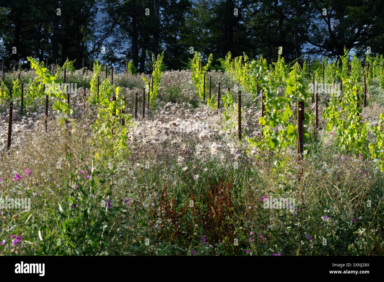 Vegetazione nel vigneto: Viti con cardo e fiori selvatici Foto Stock