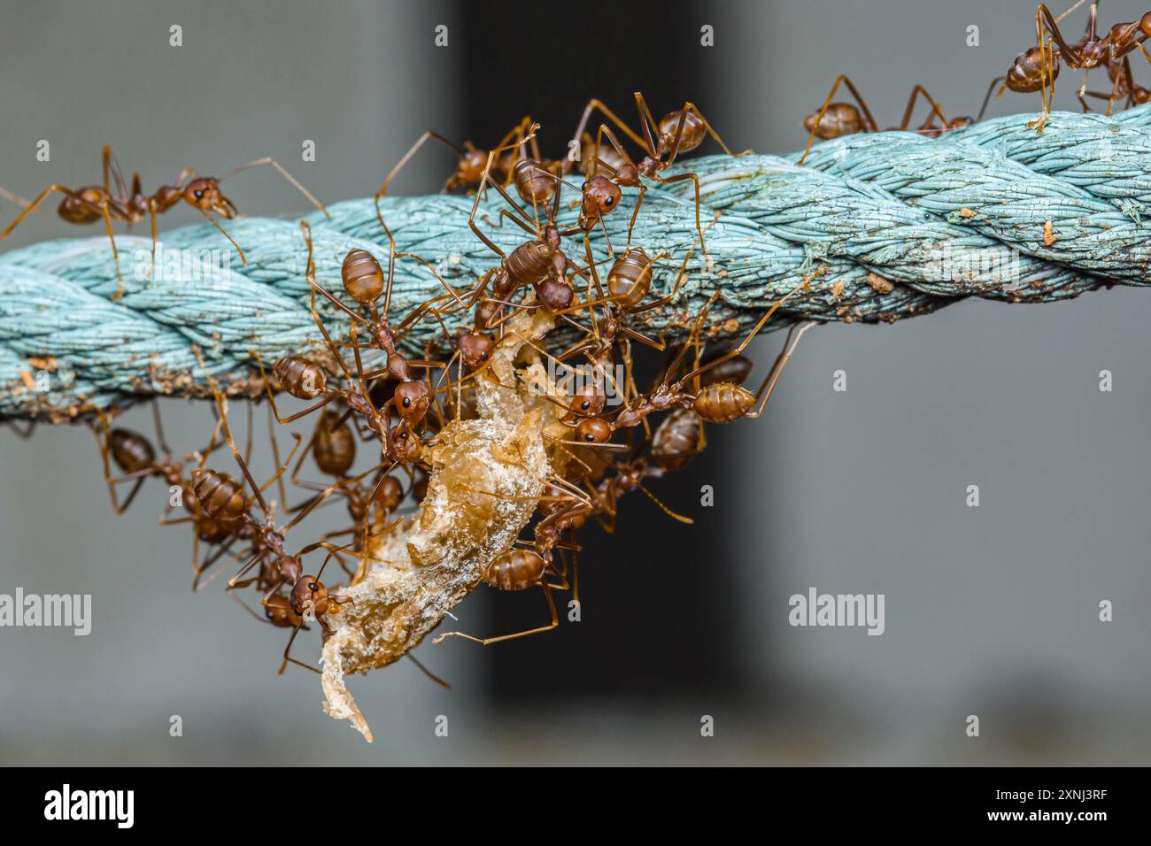 Il team Red ANTS sta muovendo la preda, Red ANTS è lavoro di squadra, concentrazione selettiva. Foto Stock