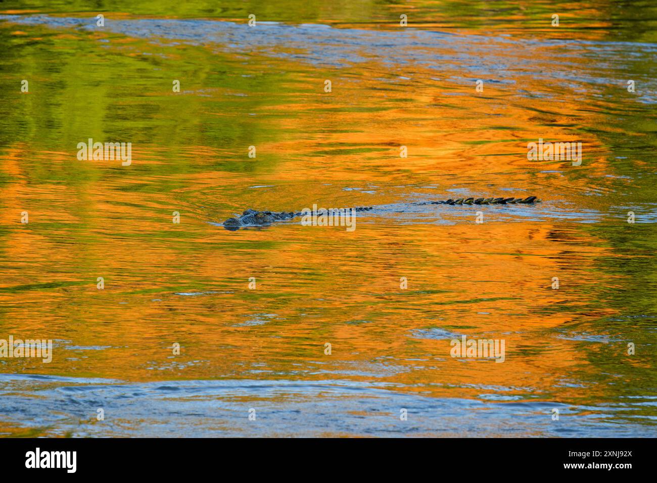 Un coccodrillo del Nilo (Crocodylus niloticus) che nuota lungo il fiume Zambesi nel Parco Nazionale dello Zambia inferiore. Foto Stock