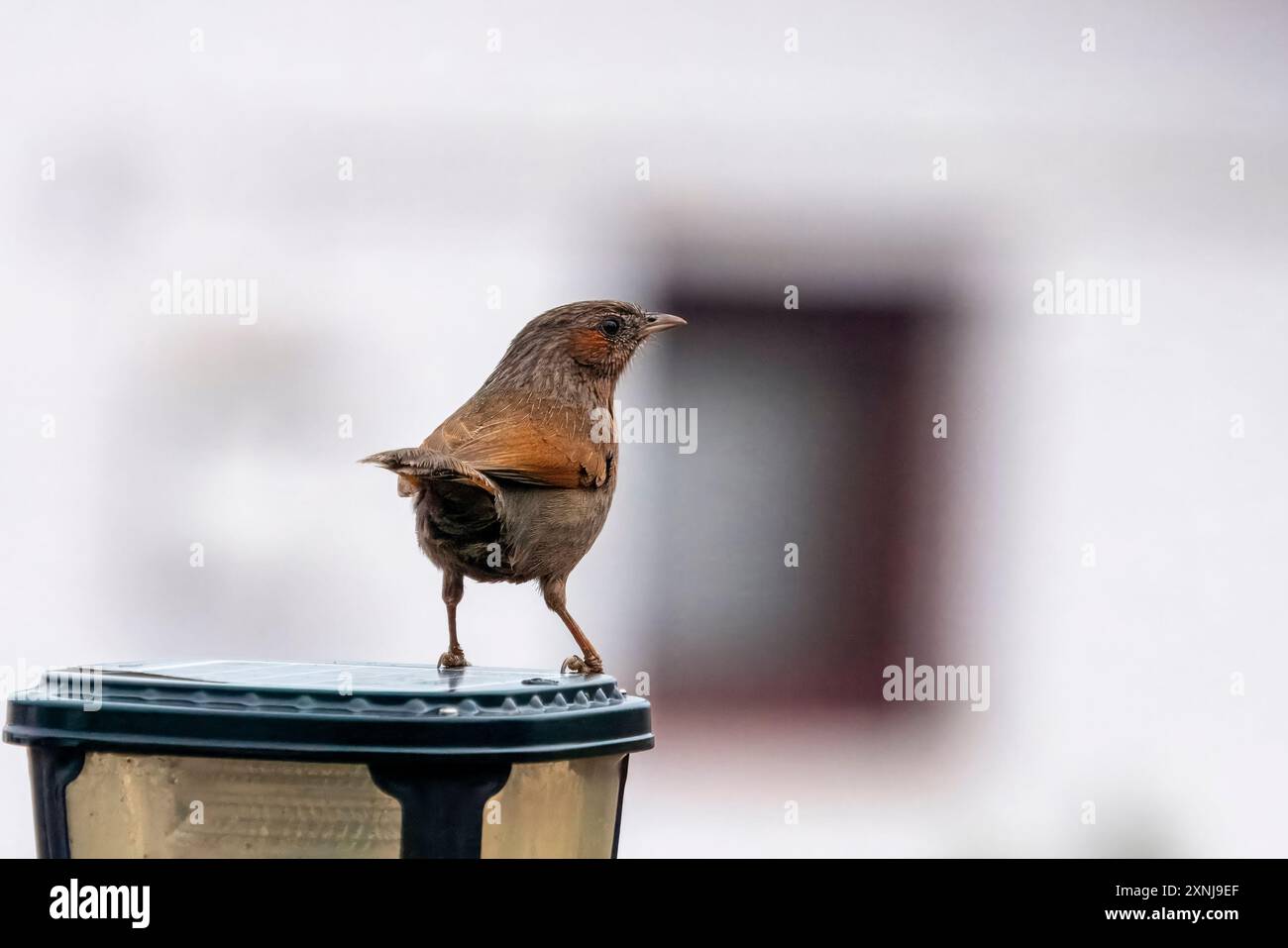 Streaked Laughingthrush o Trochalopteron lineatum a Mukteshwar, India Foto Stock