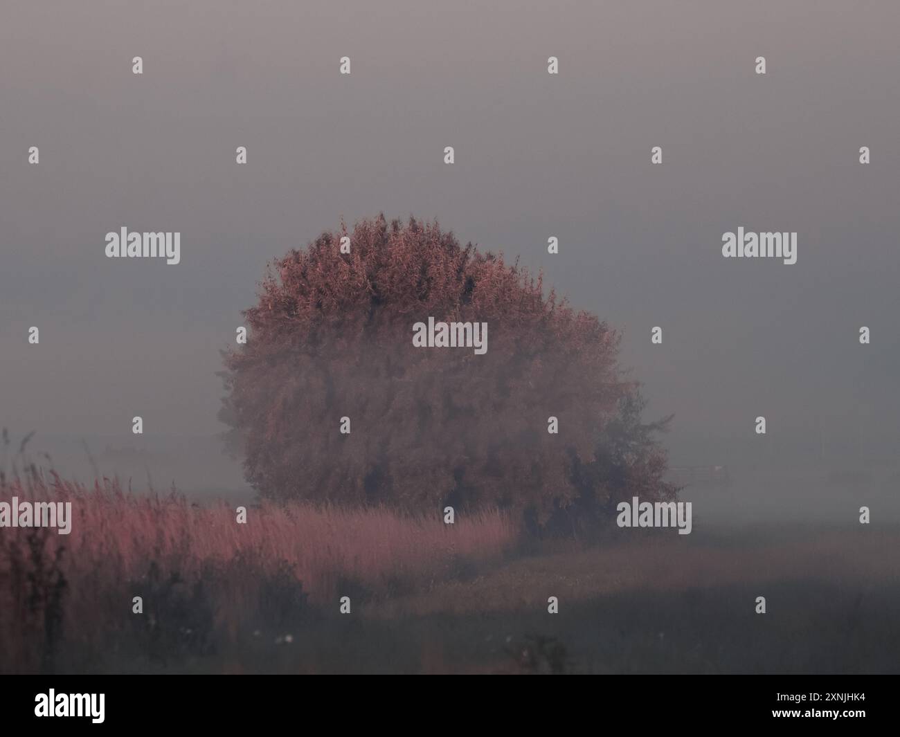 Albero autunnale solitario in un paesaggio rurale nebbioso Foto Stock