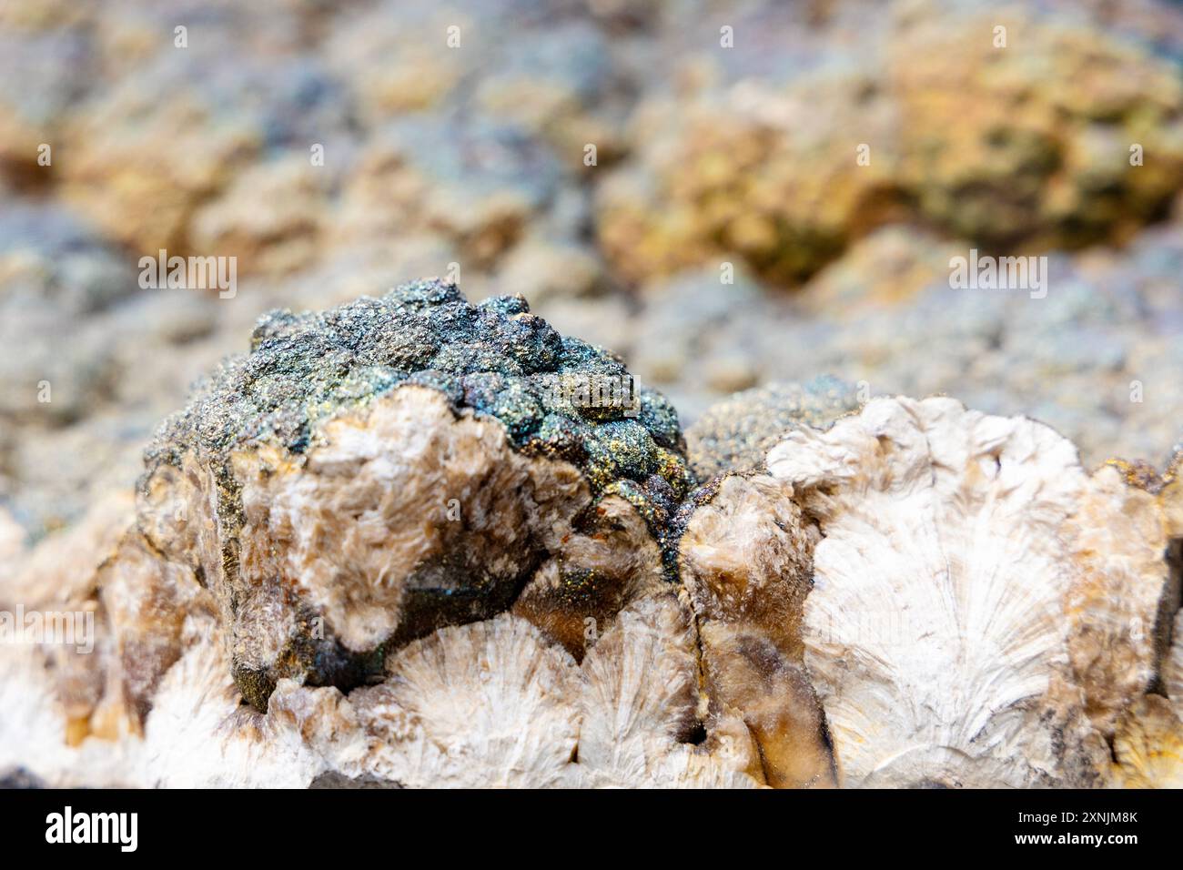 Marcasite su campione minerale di barite, Museo geologico, Varsavia, Polonia Foto Stock