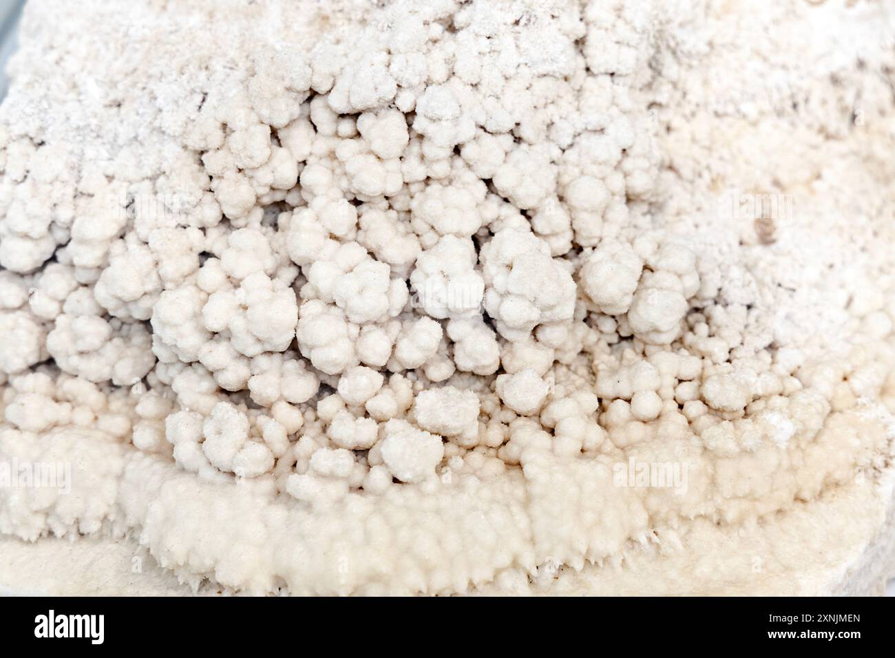 Primo piano di un campione minerale di calcite botryoidale, Museo geologico, Varsavia, Polonia Foto Stock