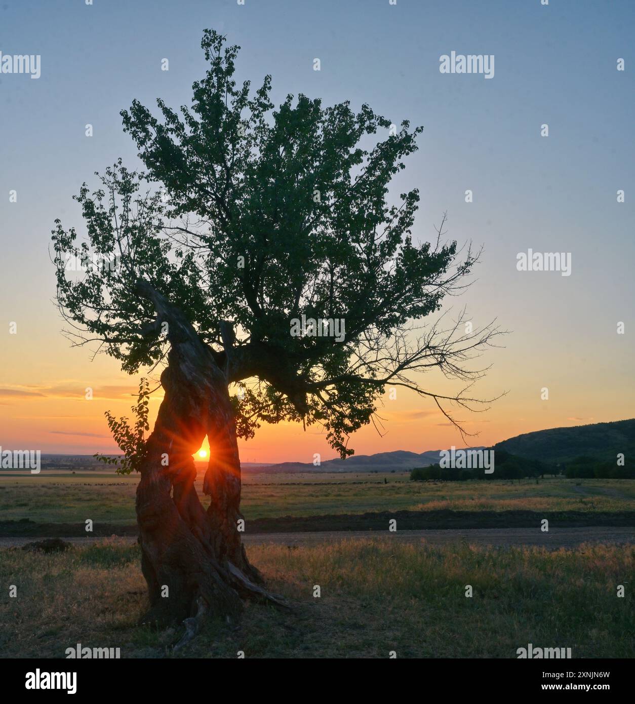 Albero singolo sul campo al tramonto estivo Foto Stock