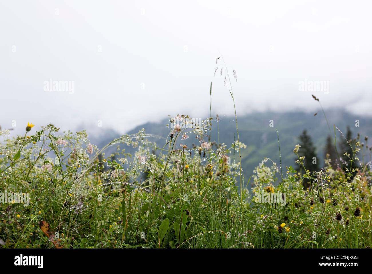 Paesaggio montano con piante selvatiche e goccioline di rugiada presso la Tectonic Arena di Sardona, vicino a Elm, Svizzera Foto Stock