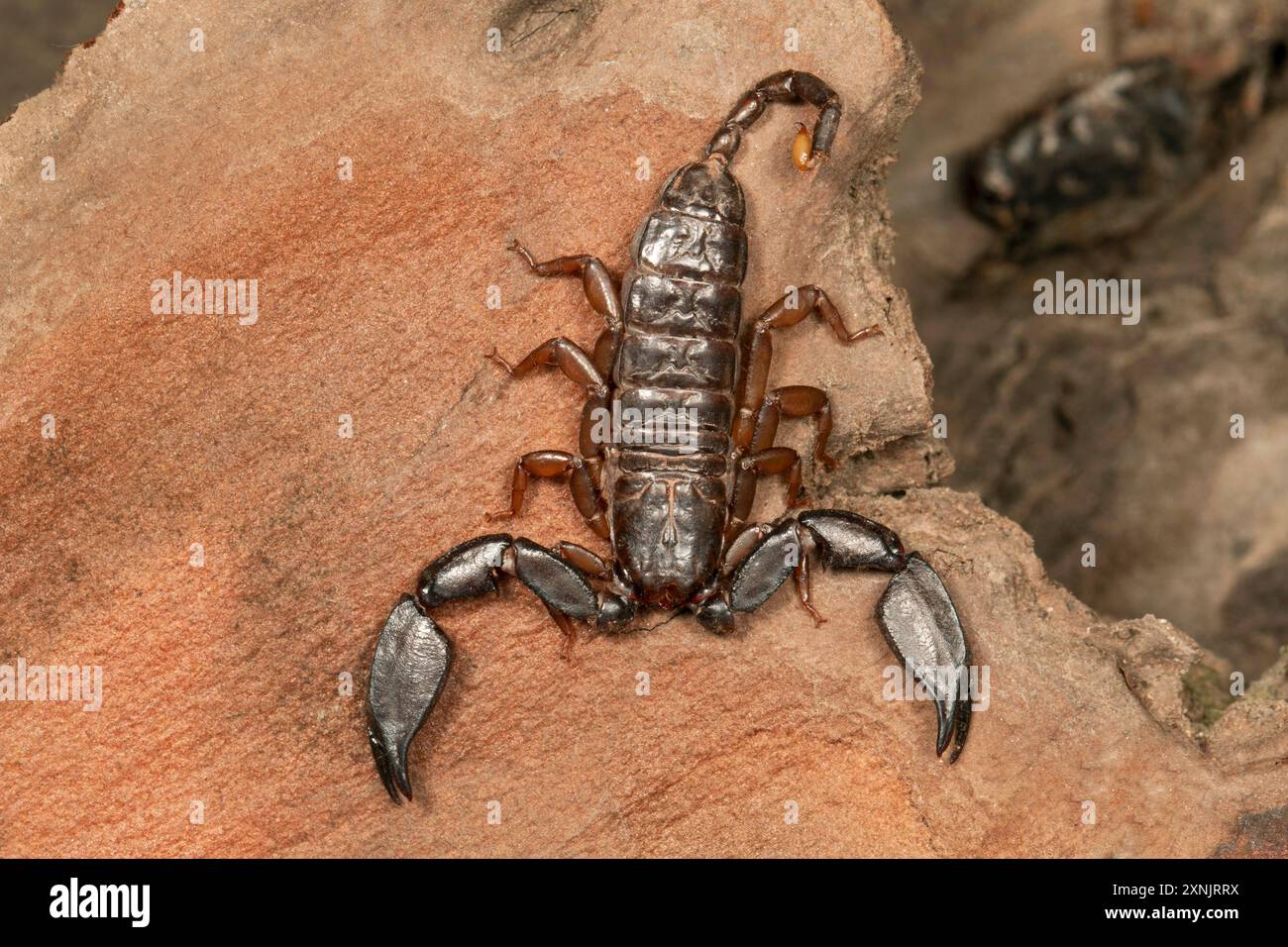 Liocheles sp. sono scorpioni piatti e lucidi con code corte. Vivono in fessure su muri di pietra. Foto Stock