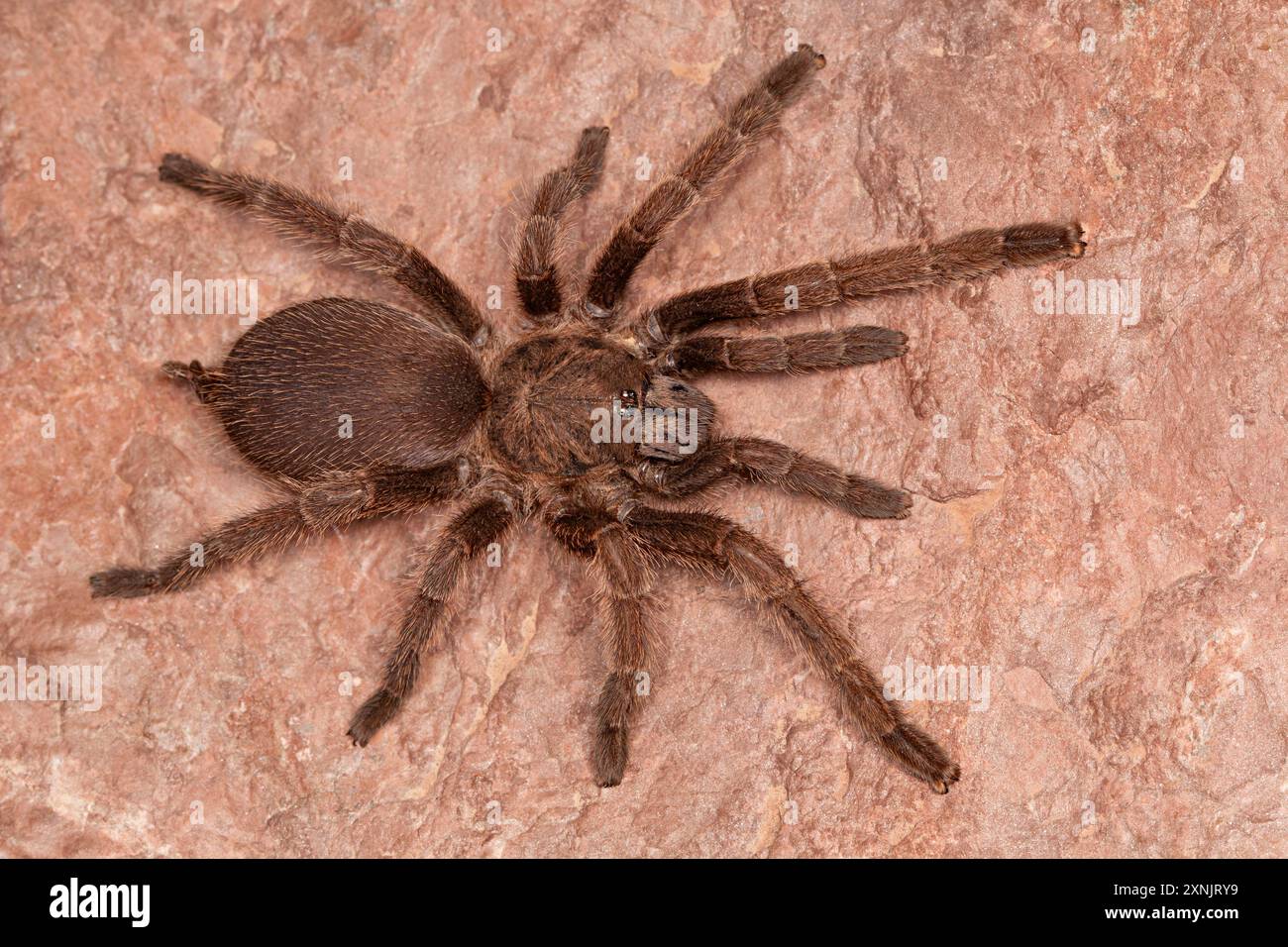 Le tarantole sono grandi ragni pelosi che vivono in tane. Questi ragni vivono a lungo e si nutrono in gran parte di insetti e piccoli vertebrati Foto Stock