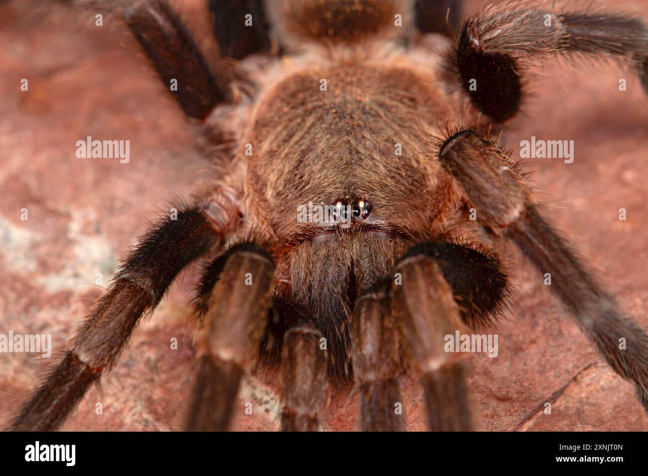 Le tarantole sono grandi ragni pelosi che vivono in tane. Questi ragni vivono a lungo e si nutrono in gran parte di insetti e piccoli vertebrati Foto Stock