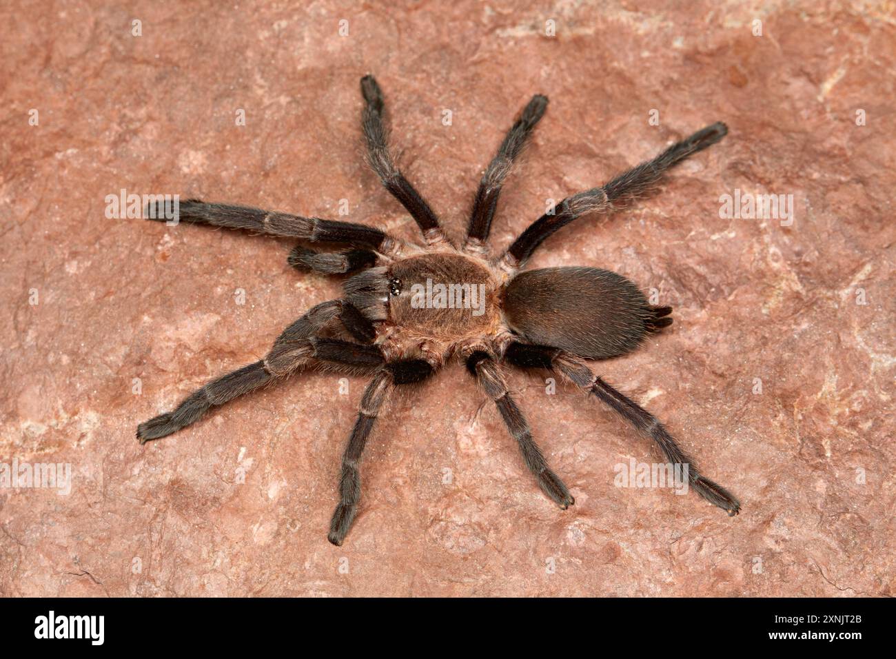 Le tarantole sono grandi ragni pelosi che vivono in tane. Questi ragni vivono a lungo e si nutrono in gran parte di insetti e piccoli vertebrati Foto Stock