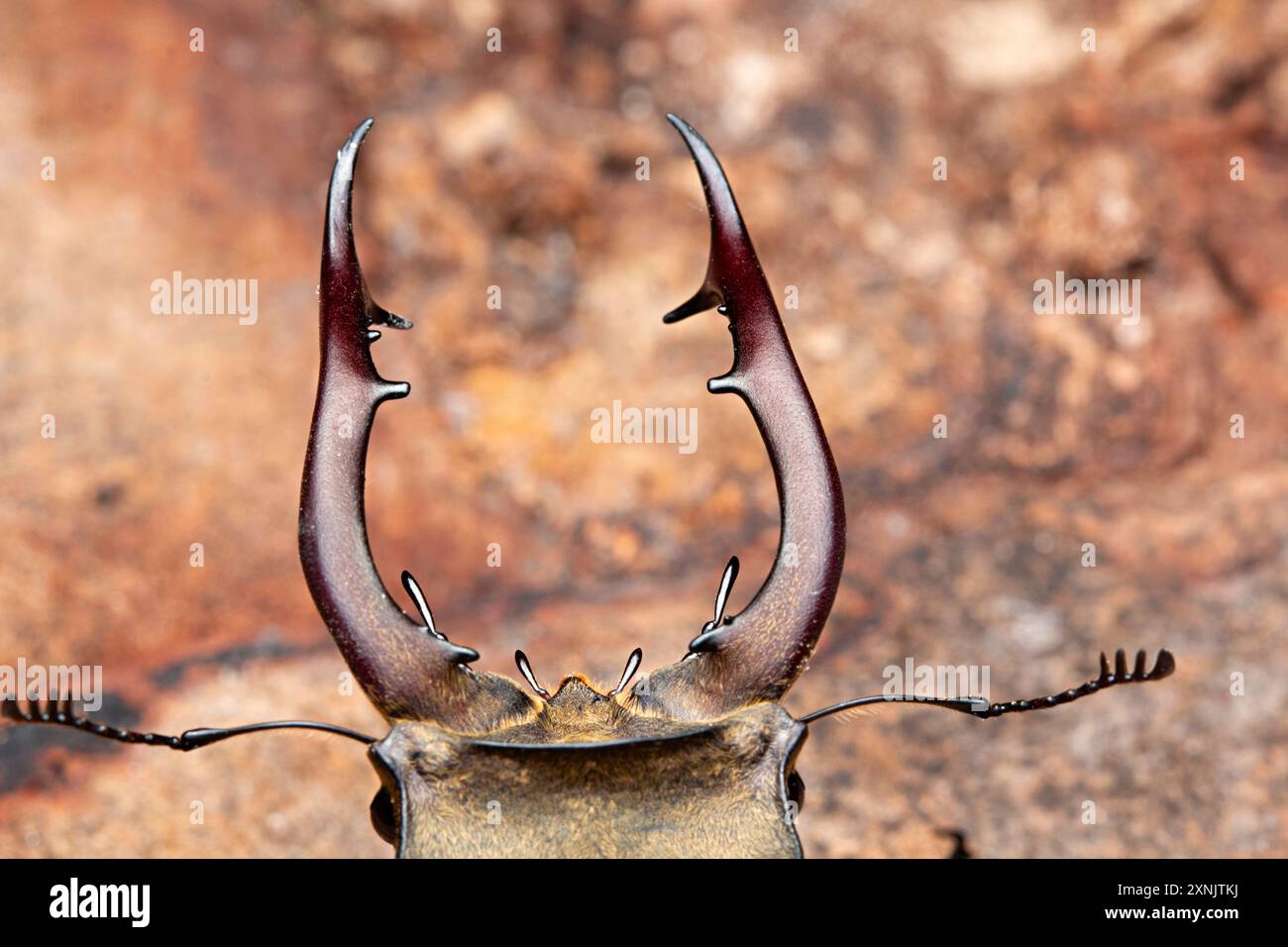 I coleotteri Stag sono una famiglia di circa 1.200 specie di coleotteri della famiglia Lucanidae, attualmente classificati in quattro sottofamiglie. Alcune specie crescono a ov Foto Stock