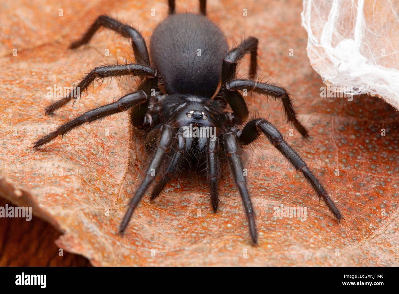 Atypus, chiamato anche ragni purseweb, è un genere di tarantole atipiche Foto Stock