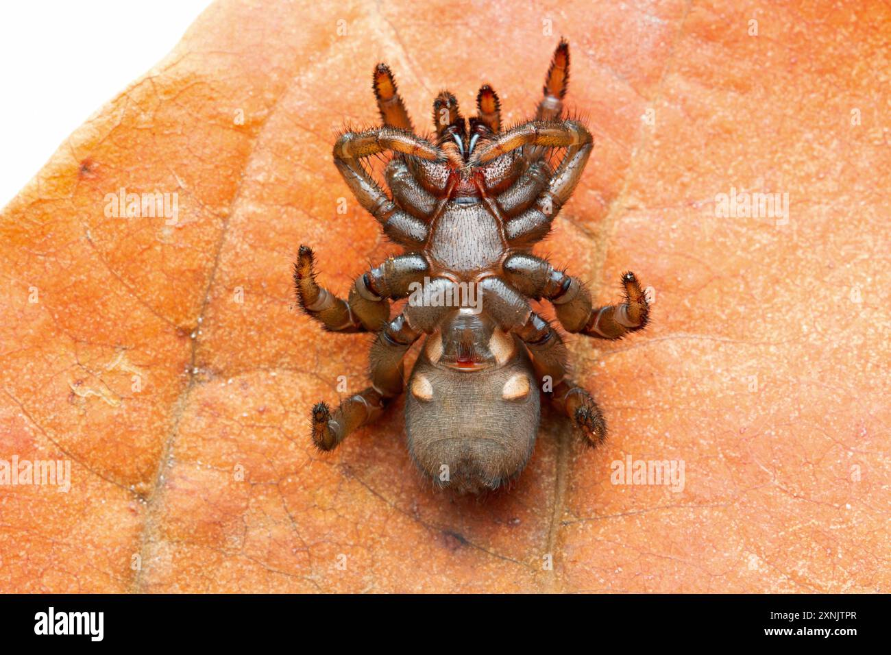 Atypus, chiamato anche ragni purseweb, è un genere di tarantole atipiche Foto Stock