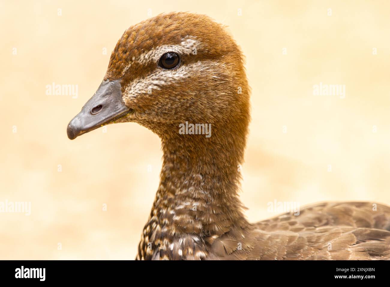 Ritratto di una femmina di anatra australiana Foto Stock