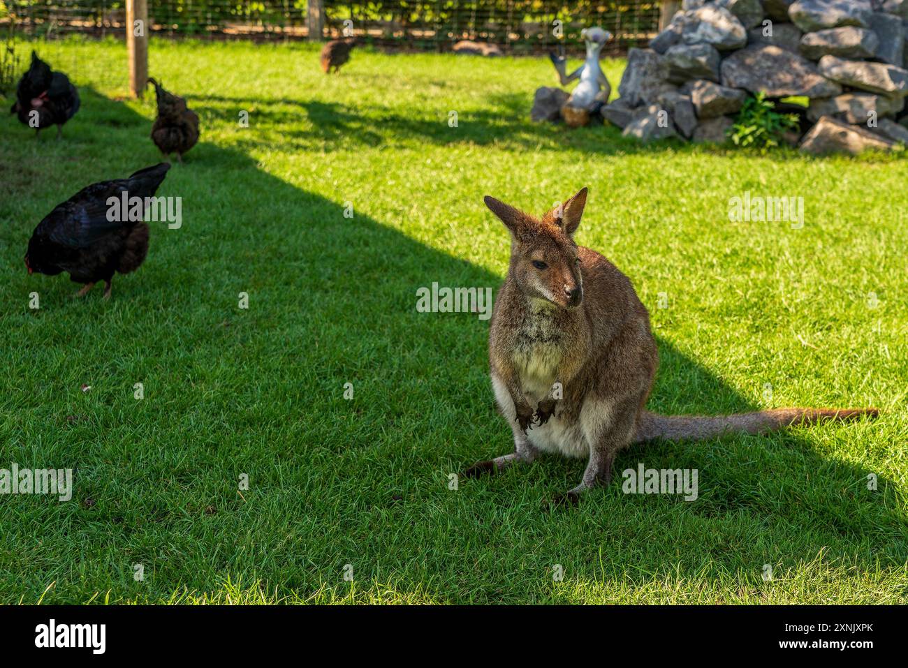 Un piccolo canguro (wallaby) sul prato nel parco faunistico. Foto Stock