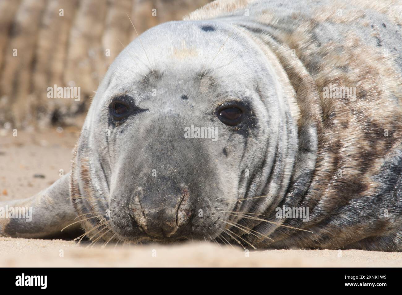Foca grigia, Halichoerus grypus, primo piano della faccia rugosa, sulla spiaggia per la muta, Norfolk. Horsey Gap, Regno Unito, maggio Foto Stock
