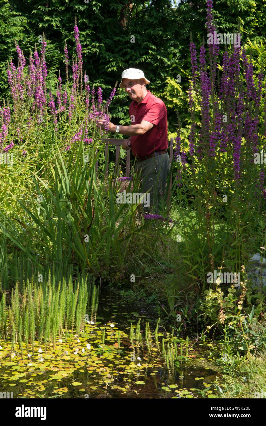 anziano pensionato che trova interesse per il suo laghetto di fauna selvatica del giardino esaminando la vita del laghetto, rilassante e felice Foto Stock