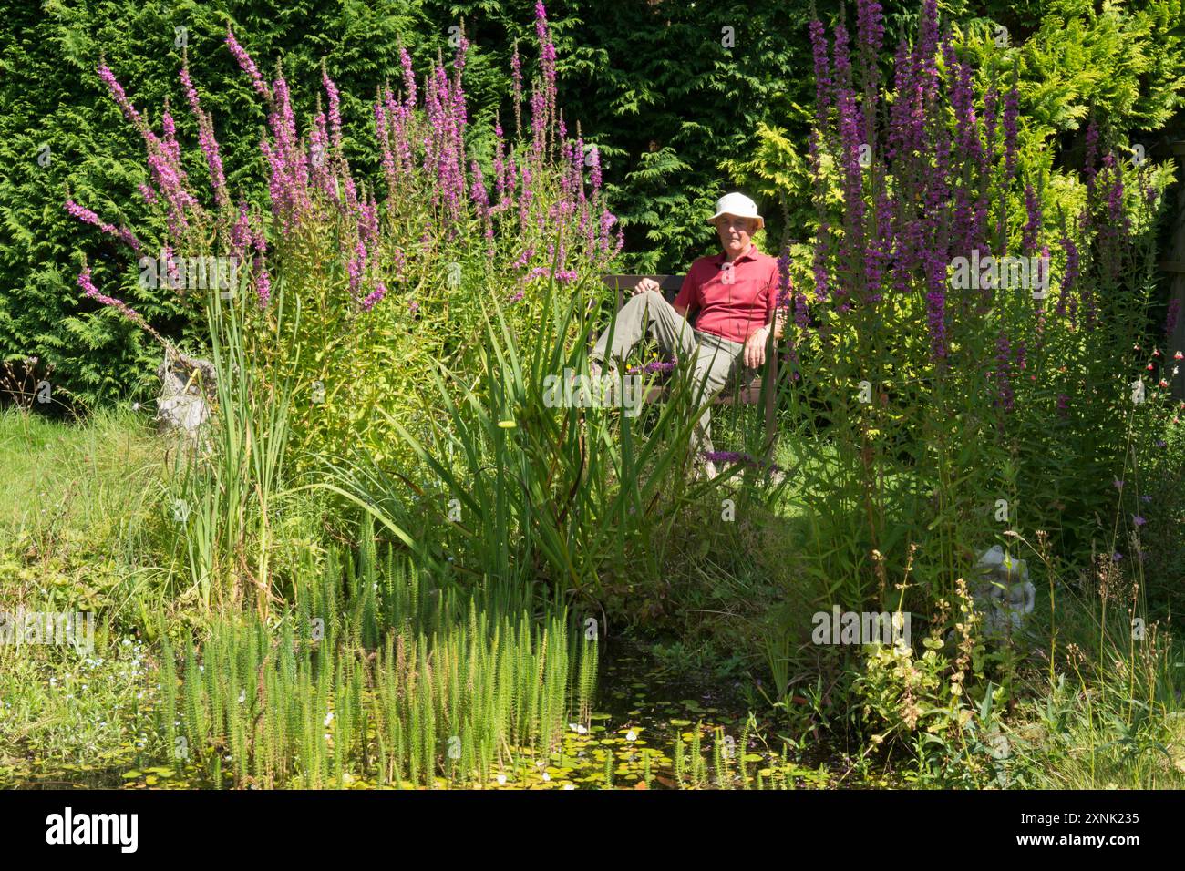 anziano pensionato seduto su una panchina nel suo giardino, guardando tranquillamente il suo laghetto con piante come il suo interessante progetto di hobby Foto Stock