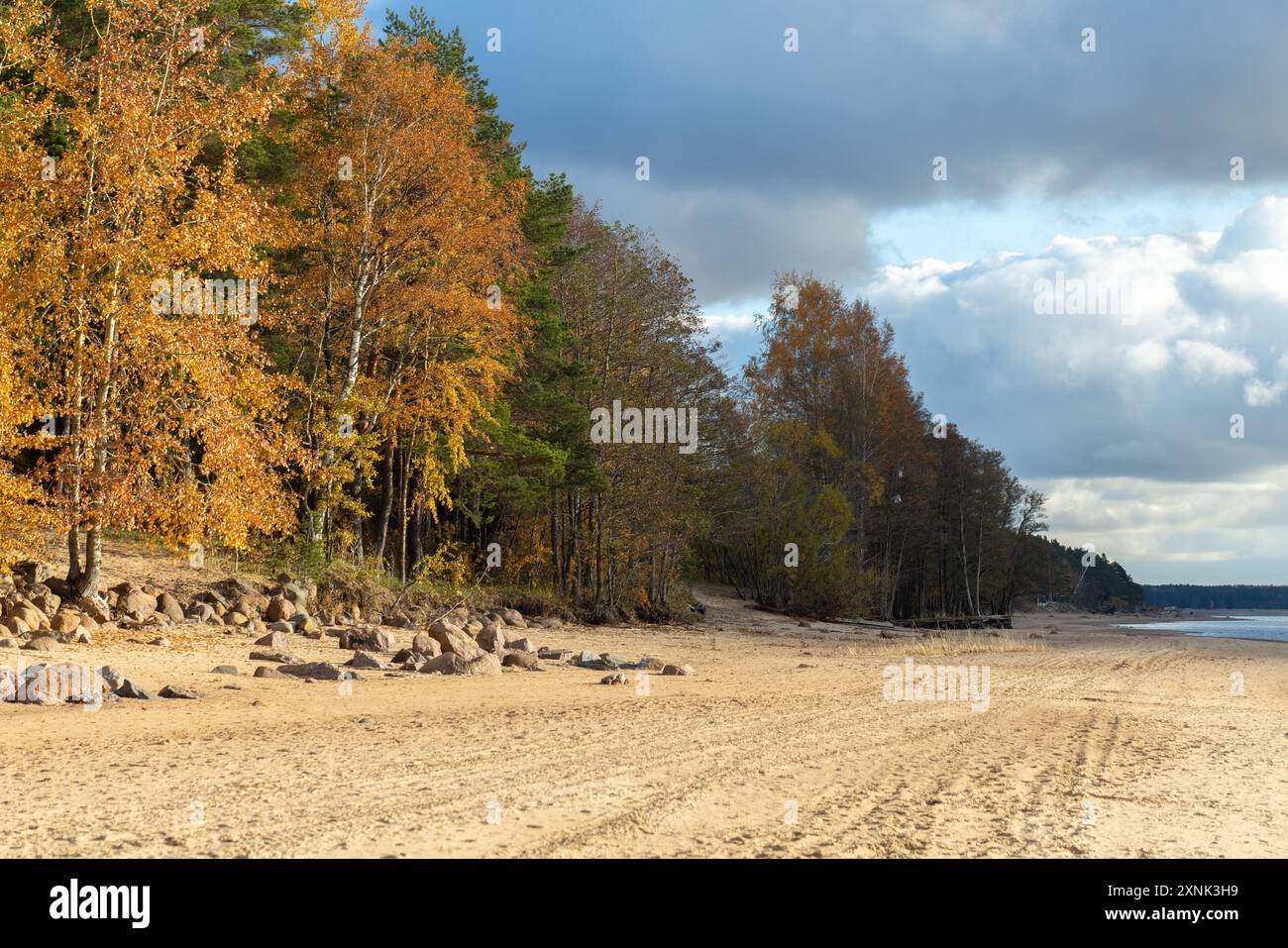 Foresta mista sulla costa del Golfo di Finlandia in un giorno d'autunno, foto di paesaggio naturale con alberi e spiaggia sabbiosa Foto Stock