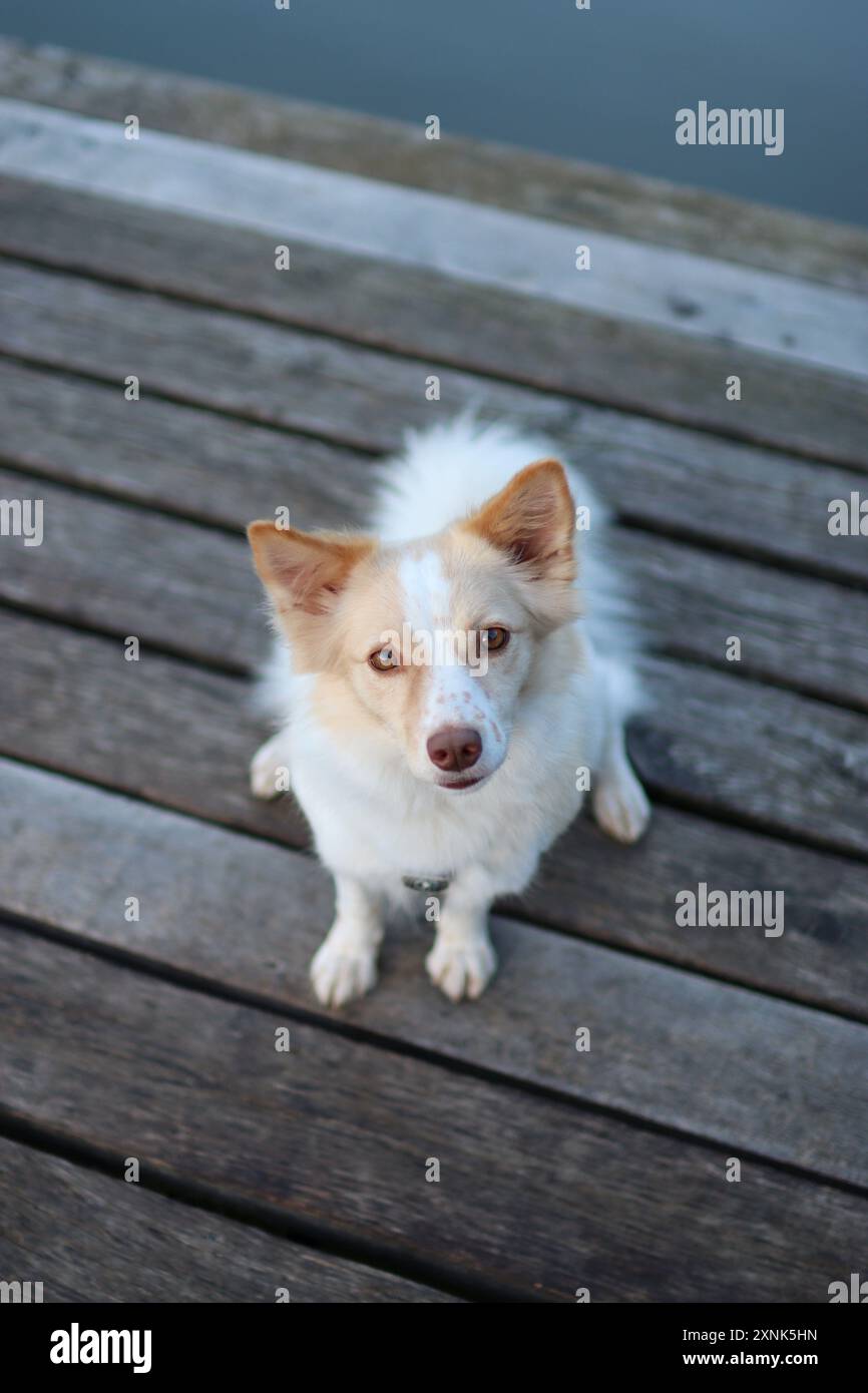 Il cane leggero adottato è sul molo. Fuori è autunno Foto Stock