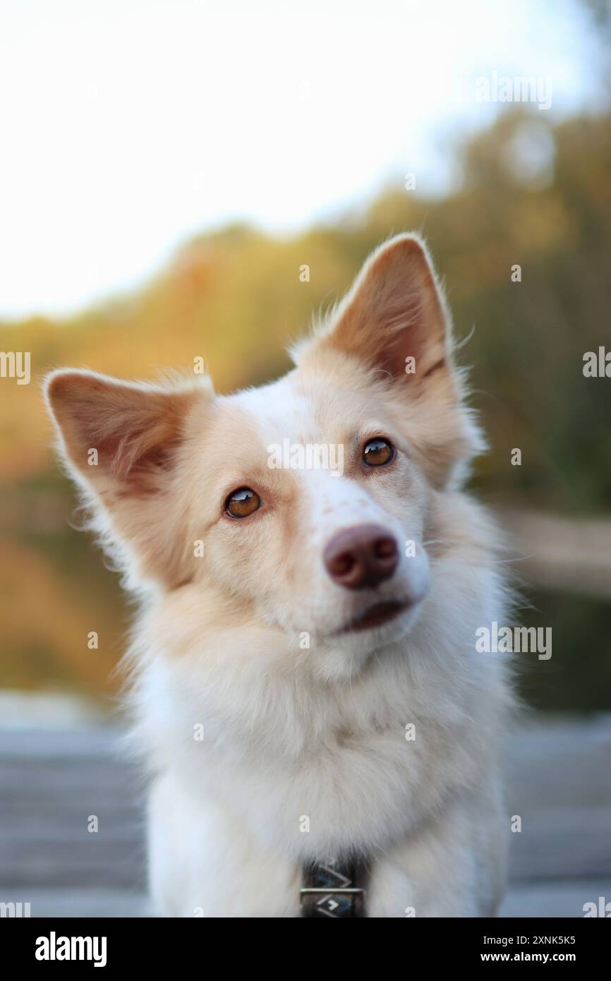 Ritratto della testa di un cane leggero carino quando fuori è autunno. Foto Stock