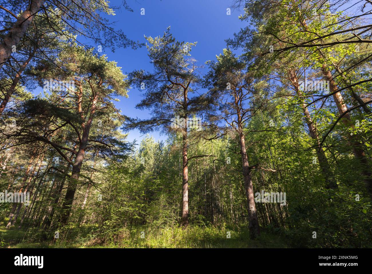 Foresta di pini, foto di sfondo naturale scattata in una giornata estiva di sole Foto Stock