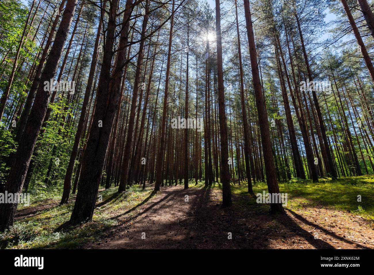 Paesaggio della foresta di pini con retroilluminazione e foto di sfondo naturale scattate in una giornata di sole d'estate Foto Stock