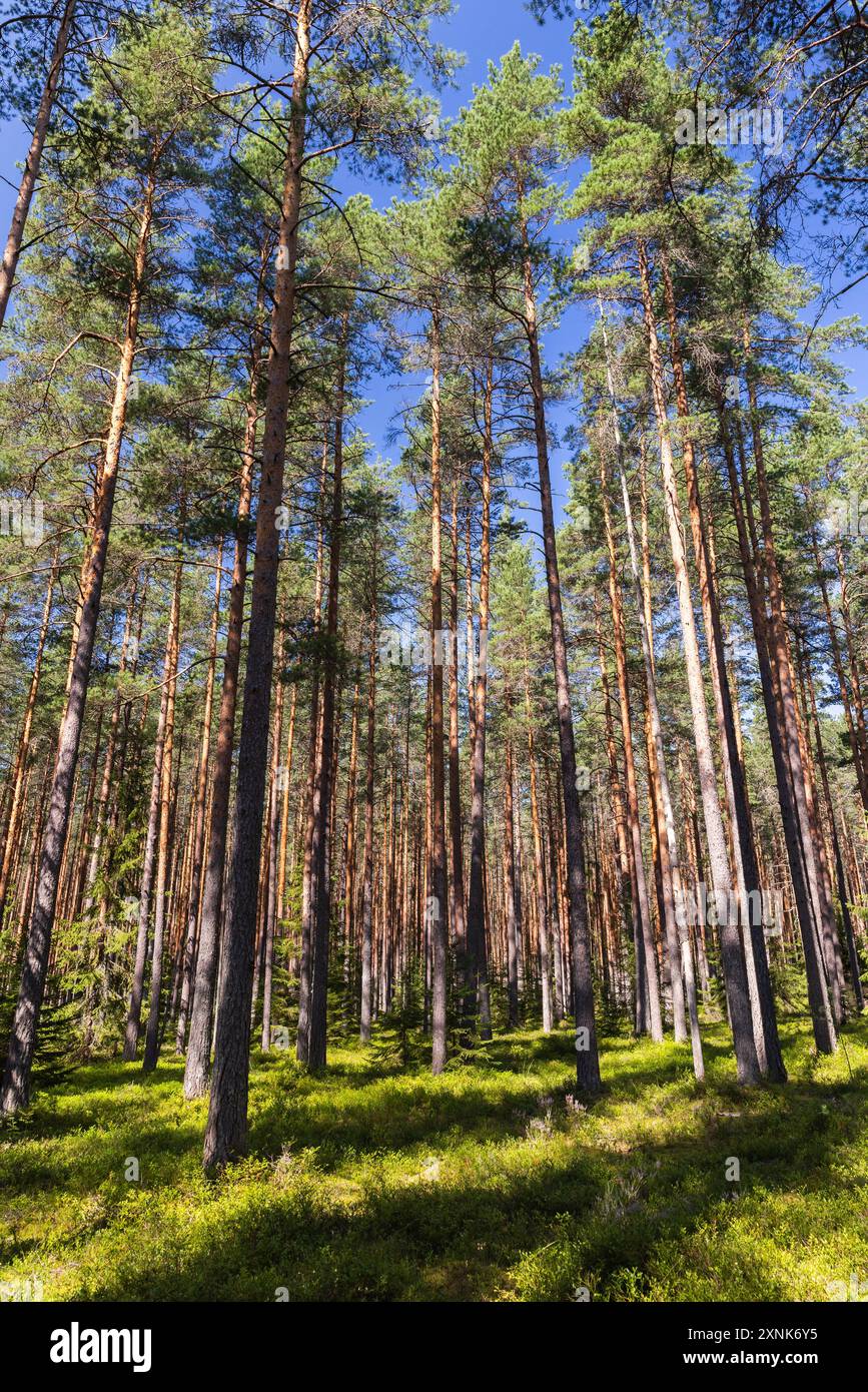 Foresta di pini, foto di sfondo verticale scattata in una giornata di sole d'estate Foto Stock